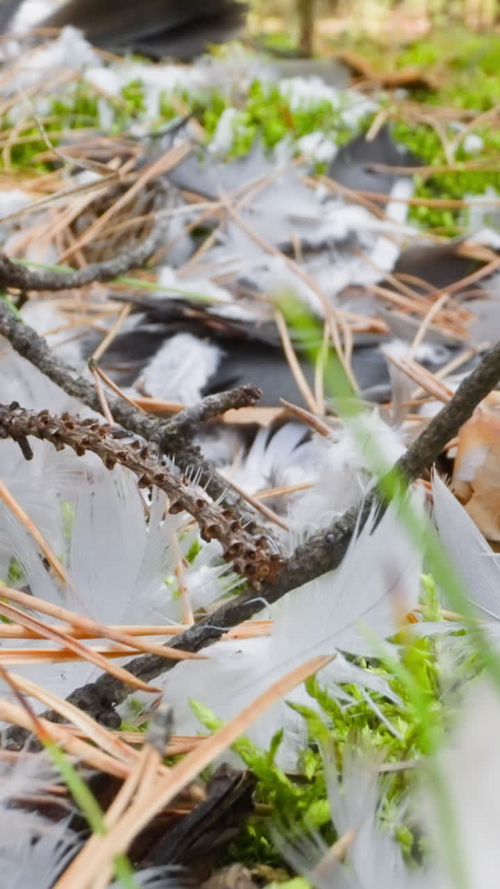 Scattered grey bird feathers pine needles and sticks on green grass in forest slow motion. Probe lens footage of glade after bird fight extreme closeup