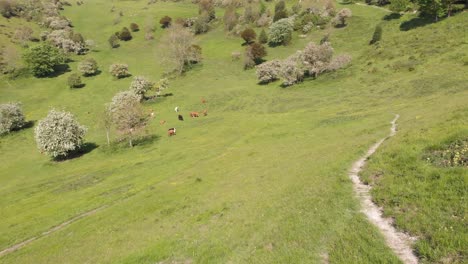 Movimiento-Hacia-Adelante-Sobre-Un-Valle-En-Kent-En-Verano-Con-Un-Rebaño-De-Vacas-Y-árboles-Y-Arbustos-En-Flor