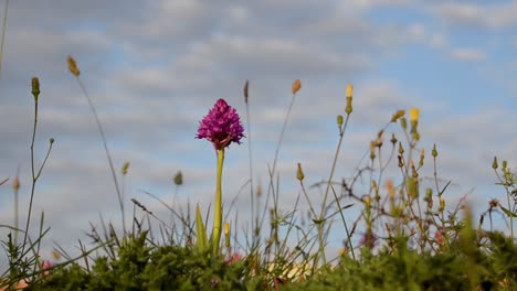 beautiful small flowers against blue sky with clouds, background spring time