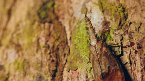 macro pan of cathedra serrata lanternfly on tree bark, tambopata national reserve, peru