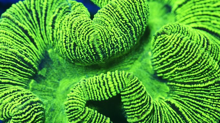 Macro static shot showing bright neon green Trachyphyllia coral with dark blue stripes gently swaying underwater in a reef tank.