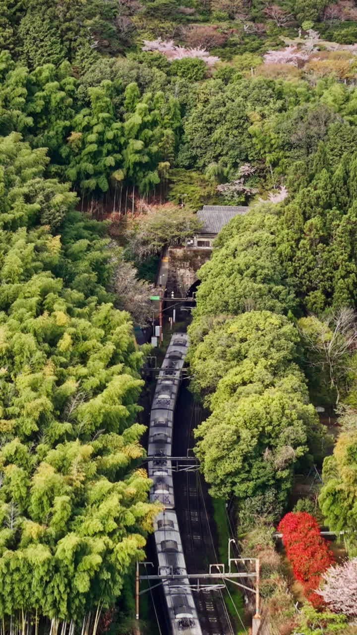 Aerial drone view of a train moving through the Arashiyama Bamboo Forest in Kyoto, Japan