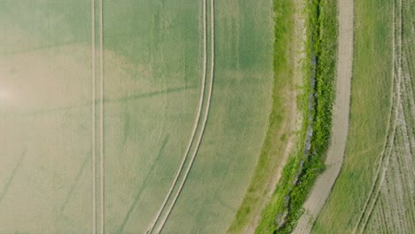 aerial birdseye view of ripening grain field, organic farming, countryside landscape, production of food and biomass for sustainable management, sunny summer day, wide drone shot moving forward