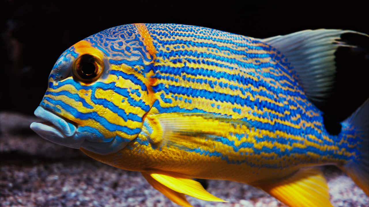 Close up of a sailfin snapper fish swimming near coral reefs