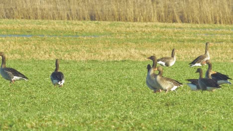 Beautiful-large-flock-of-Greylag-goose-breeding-in-the-green-agricultural-field-Northern-Europe-during-migration-season,-sunny-spring-day,-distant-medium-low-angle-shot