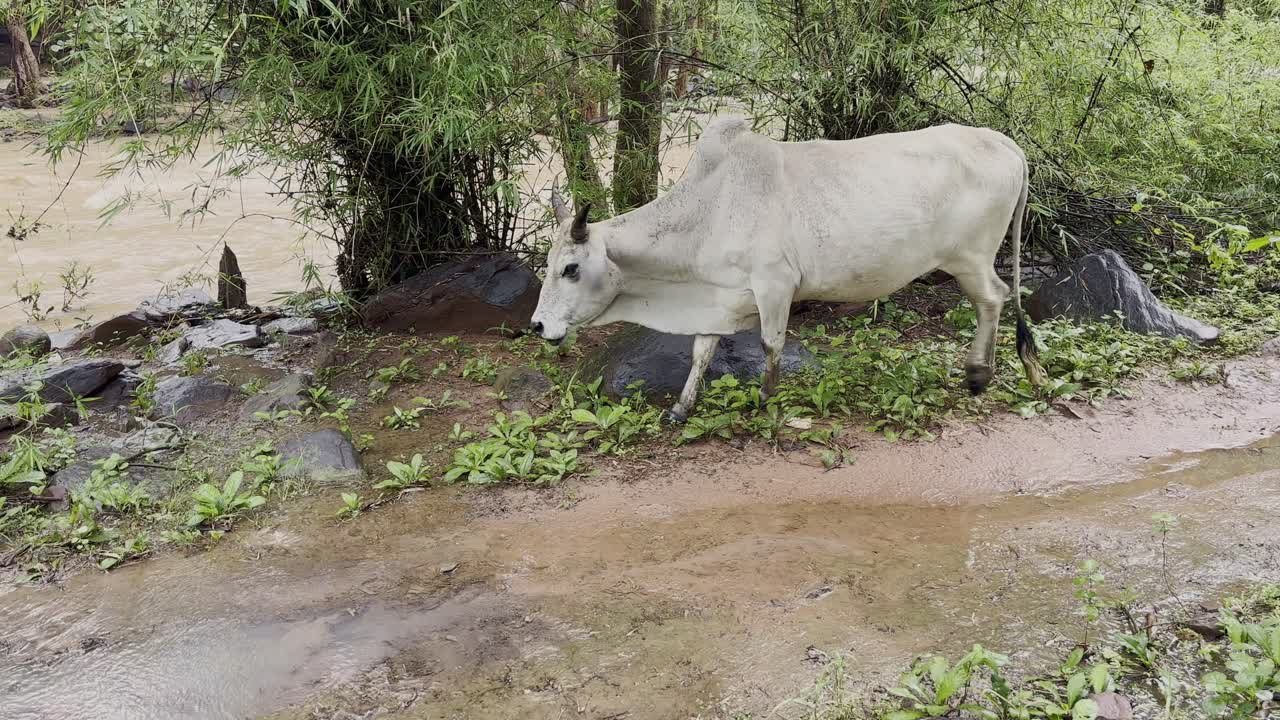 Two cows carefully walk along a muddy path heading toward a swollen river during the monsoon flood