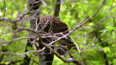 the indochinese leopard is a vulnerable species and one of the big cats of thailand