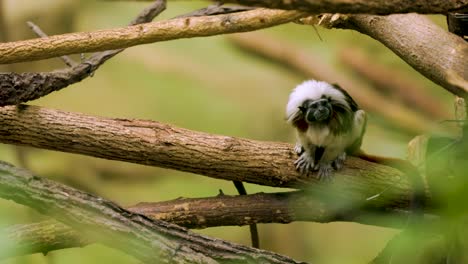 small lemur type monkey with white and black fur is sitting on a tree branch looking around curiously