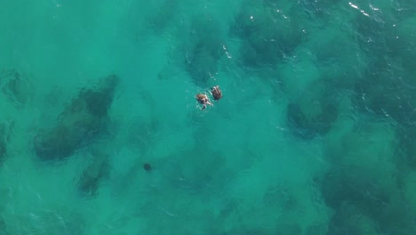 Green-Sea-turtles-copulating-and-breathing-In-blue-transparent-water-Pacific-Ocean,-Exmouth-Western-Australia-Top-view-aerial-shot