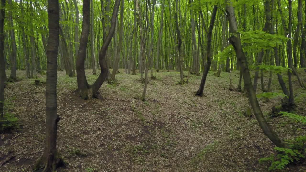 Walking on a Trail forest
