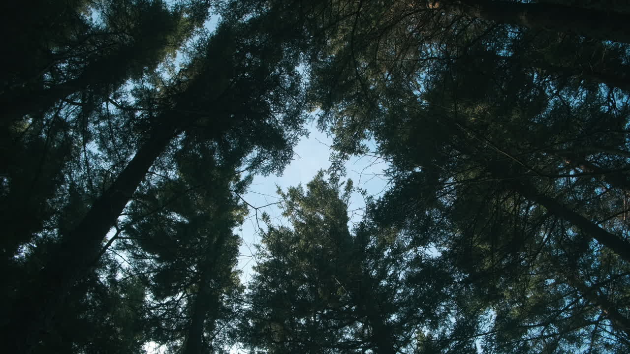 Bottom up shot of high fir trees in forest against blue sky in background