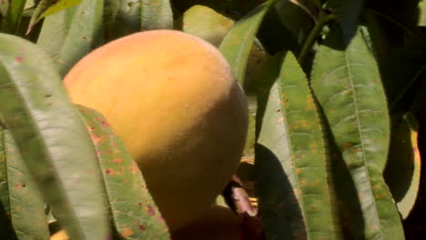 close-up of a yellow peach on the tree, the leaves move in the wind