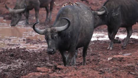 Birds-On-The-Back-Of-The-Wild-African-Buffalo-In-Kenya---Close-Up