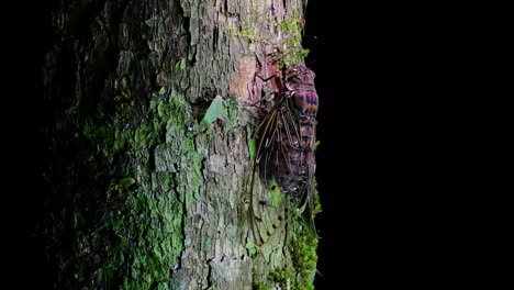 Diese-Riesige-Zikade,-Die-Nachts-Auf-Einen-Baum-Klettert,-Megapomponia-Intermedia,-Gefunden-Im-Dschungel-Von-Thailand