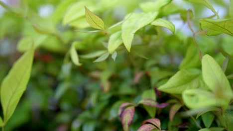 Una-Hermosa-Planta-Verde-En-Primavera-Con-Una-Brisa-Sutil