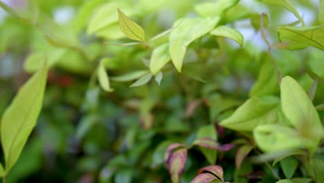 una hermosa planta verde en la primavera con una brisa sutil