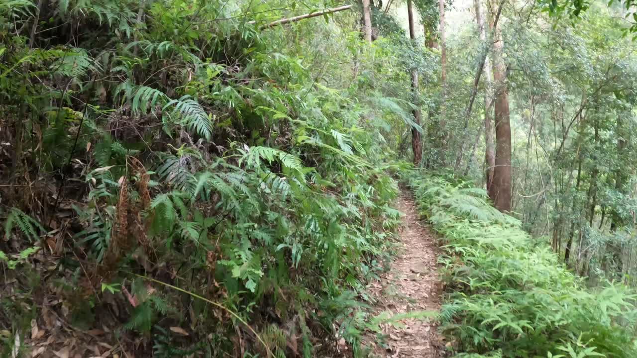 울창 한 숲 을 가로질러 평화 로운 산책