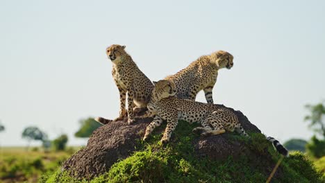 Slow-Motion-of-African-Wildlife-Animals-Cheetah-Family-in-Africa-in-Masai-Mara,-Kenya,-Mother-and-Cheetah-Cubs-on-Termite-Mound-on-Safari,-Maasai-Mara,-Amazing-Beautiful-Nature-Animal-Encounter