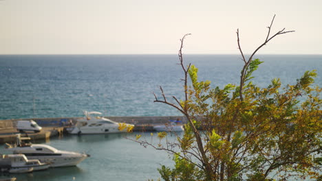 Sea-quay-with-yachts-and-tree-in-the-wind