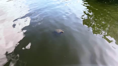una tortuga está nadando en un lago con agua verde