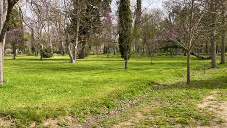 Filmación-De-Una-Zona-Ajardinada-Con-Tierra-Verde-Cortada,-Hay-Muchos-árboles,-Algunos-Sin-Hojas,-Aparece-Un-Camino-De-Tierra-Por-La-Mañana-En-Los-Jardines-Del-Príncipe-En-Aranjuez,-Madrid,-España