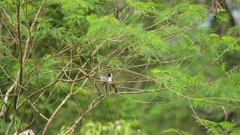 hermosos pájaros con el llamado bulbul de cabeza de hollín están disfrutando de la atmósfera diurna