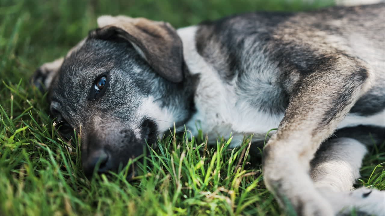 Close up of a black and brown, stray dog lying on the grass in a park