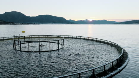 aerial drone over salmon breeding pen