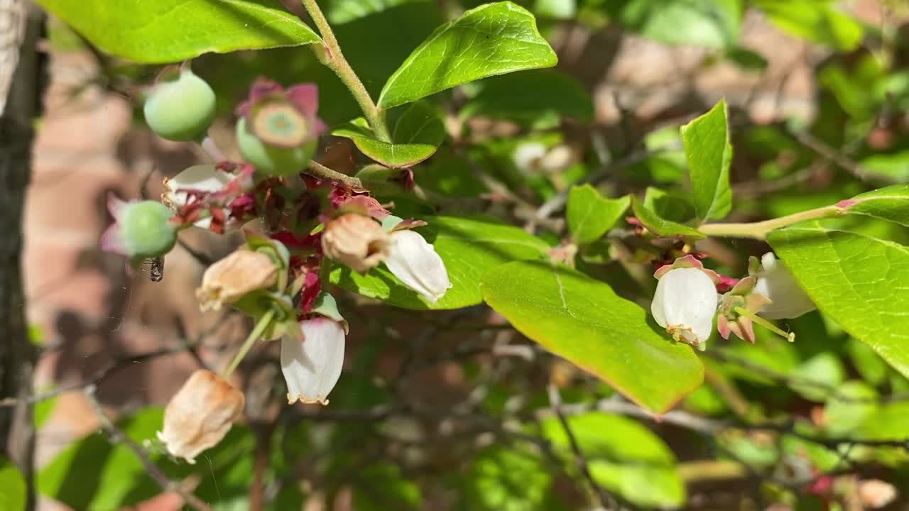 Blueberry plant white blossom turning into healthy blueberry fruit. Loved by wild birds as well as people