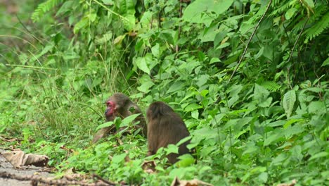 Macaco-De-Cola-De-Muñón,-Macaca-Arctoides