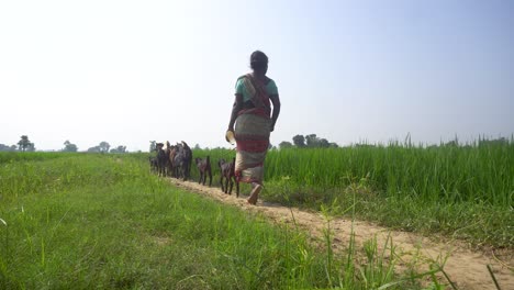 elderly woman taking goats for a ride in the fields.