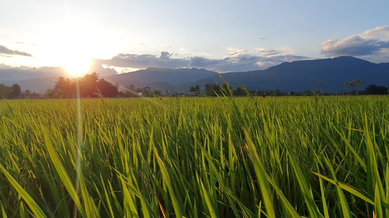 campo de arroz em uma tarde ventosa