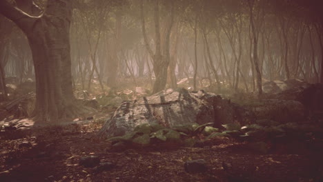 raíces de un árbol en un bosque brumoso
