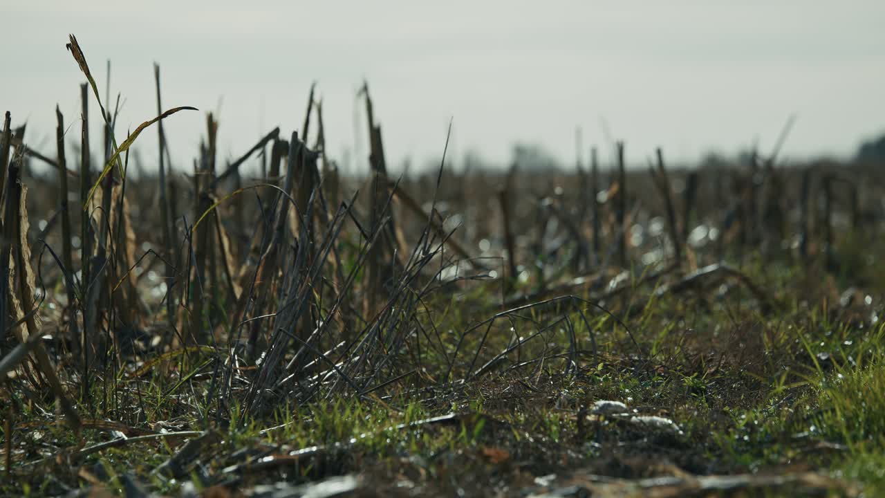 Dried corn stalks remain in a harvested field in Lonjsko Polje, Krapje, Croatia