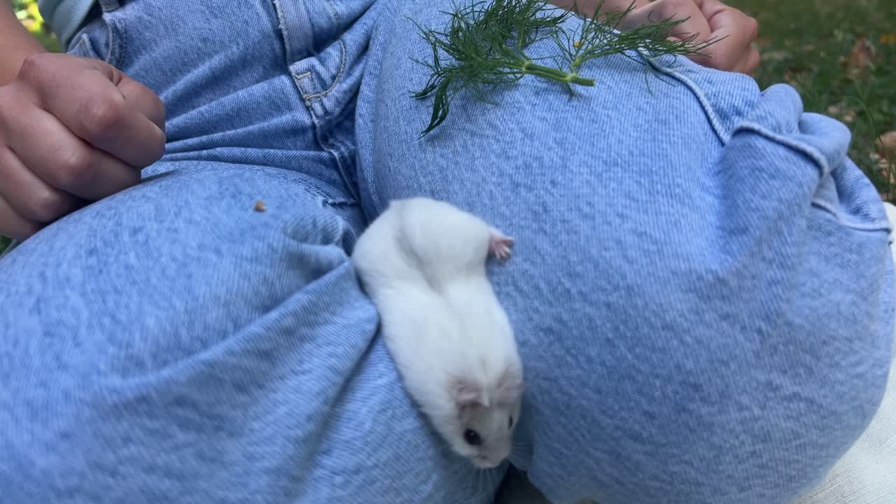 채소 와 함께 청바지 에  햄스터