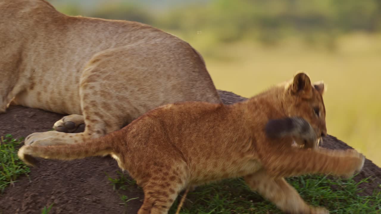 slow motion van grappige dieren, schattige baby leeuwenkindjes spelen met leeuwin moeder in afrika in masai mara kenia, springen op staart op afrikaanse wildlife safari in masai mara, verbazingwekkend dierengedrag