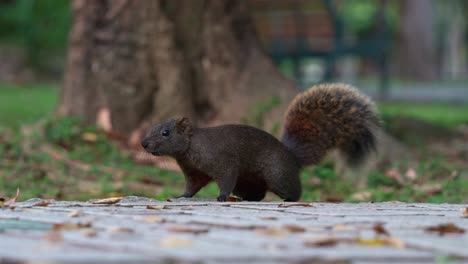 Close-up-portrait-shot-of-a-small-Pallas's-squirrel-scamper-with-fluffy-tail,-spotted-on-an-urban-park,-curiously-wondering-around-the-surroundings,-staring-at-afar