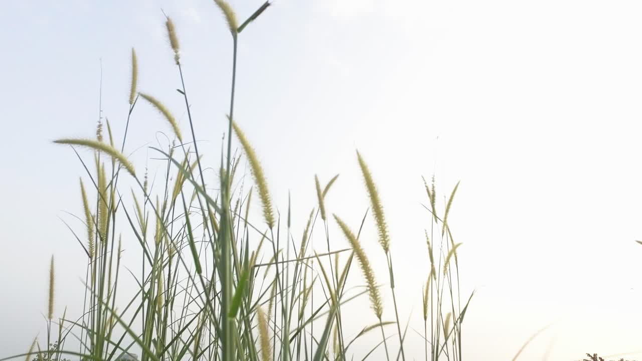 grass in the wind during the day, low angle