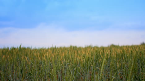 wheat harvest ripening in the field. green and yellow spikelets growing in the rural farmland. blue sky background.