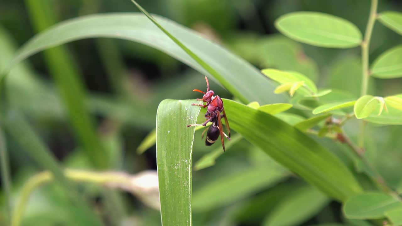 disparo cercano medio de una avispa grande en una hoja de planta verde