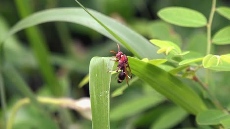 Plano-Medio-Cercano-De-Una-Avispa-Grande-En-Una-Hoja-De-Planta-Verde