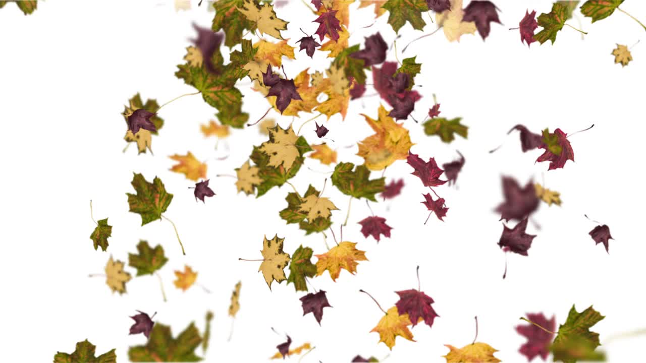 Animation of falling leaves loop autumn