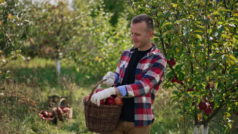 smiling male farmer has gathered full basket of ripe apples. man rejoices about the harvest in his orchard, he takes apples and boasts them to the camera.