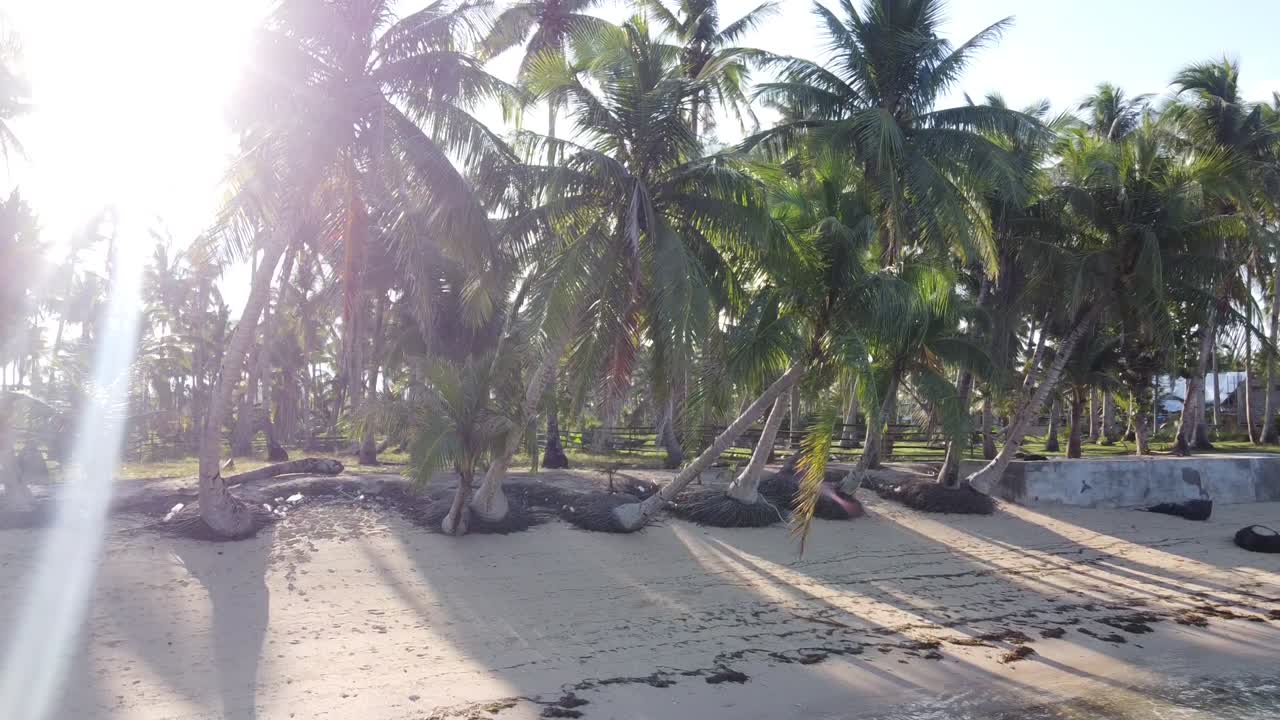 Sun flare through fronds of Coconut palm trees leaning out towards beach with dislodged exposed roots