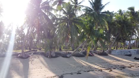 Sun-flare-through-fronds-of-Coconut-palm-trees-leaning-out-towards-beach-with-dislodged-exposed-roots