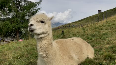 alpaca blanca atacada por moscas y masticando en la cima de una montaña