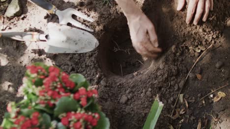 close up of senior caucasian woman digging hole for plant with hands in garden, slow motion