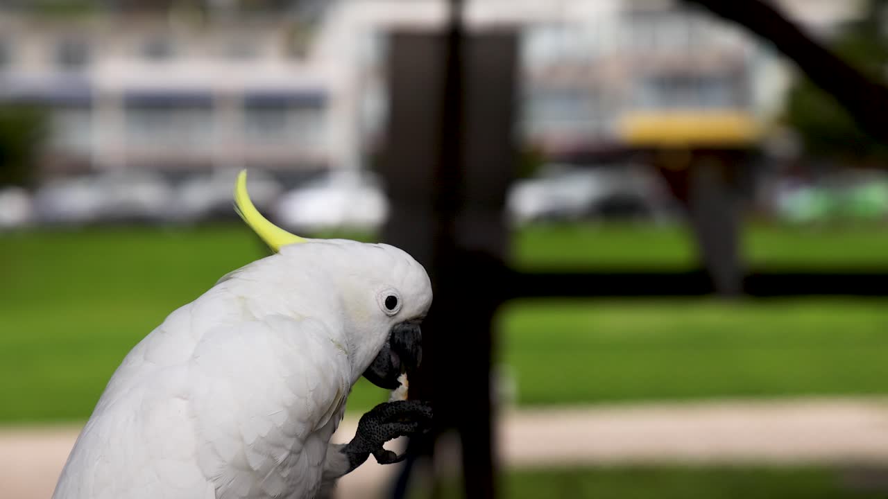 Cockatoo interacting with its surroundings