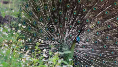 pavo real verde, pavo muticus