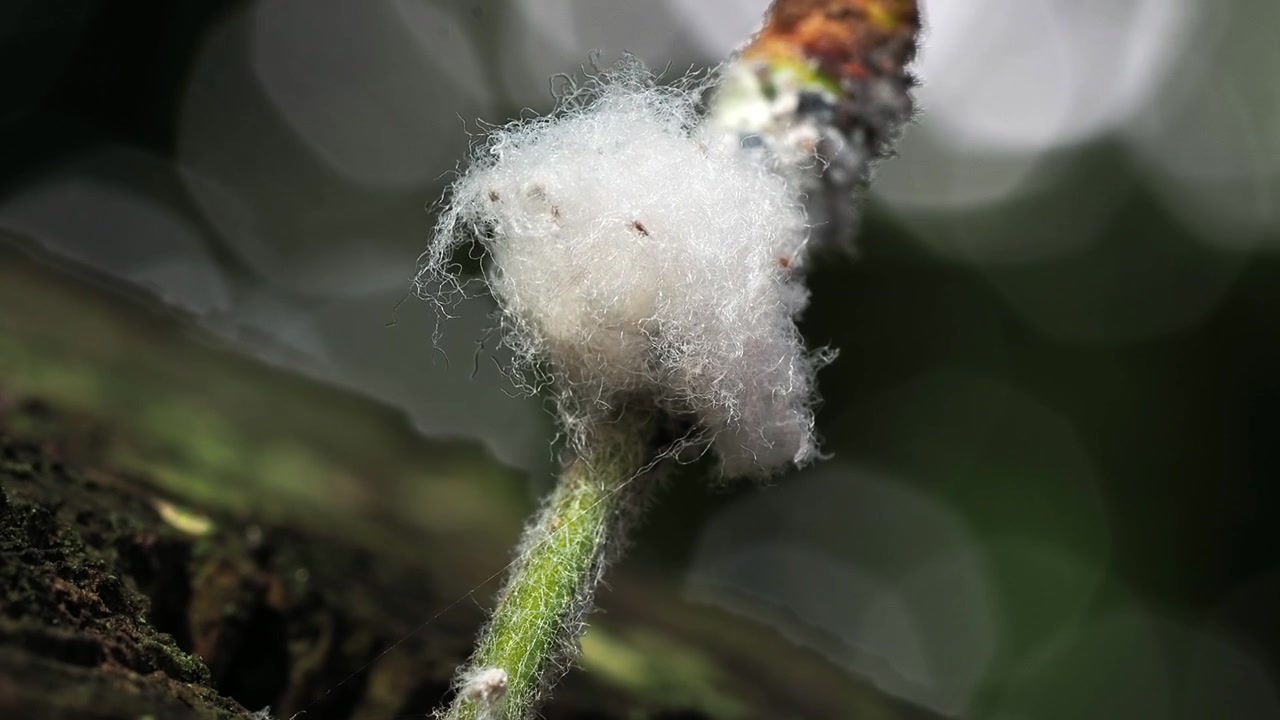 High-detail macro view of woolly aphids (family Aphididae) displaying their protective cotton-like wax covering.
